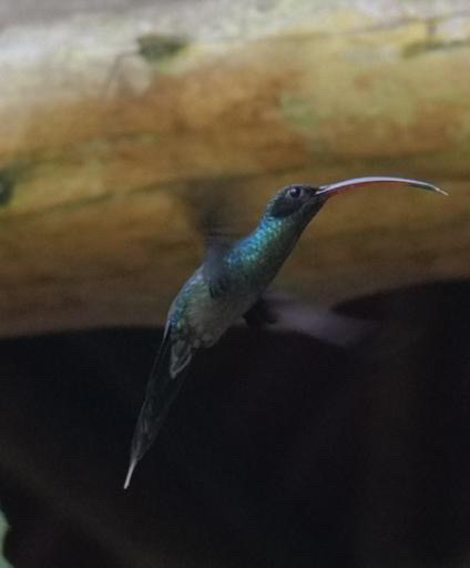 Colibri en plein vol